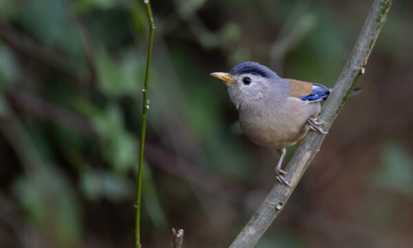 Blue-winged Minla (Actinodura cyanouroptera)