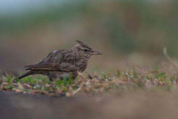 Crested Lark (Galerida cristata)