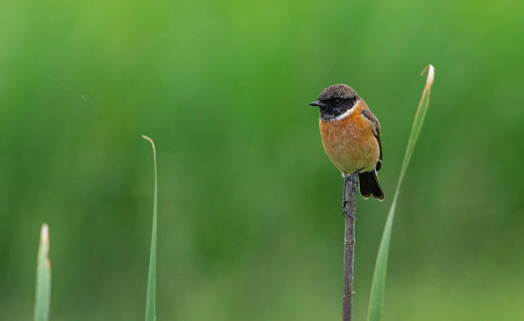 Siberian Stonechat (Saxicola maurus)