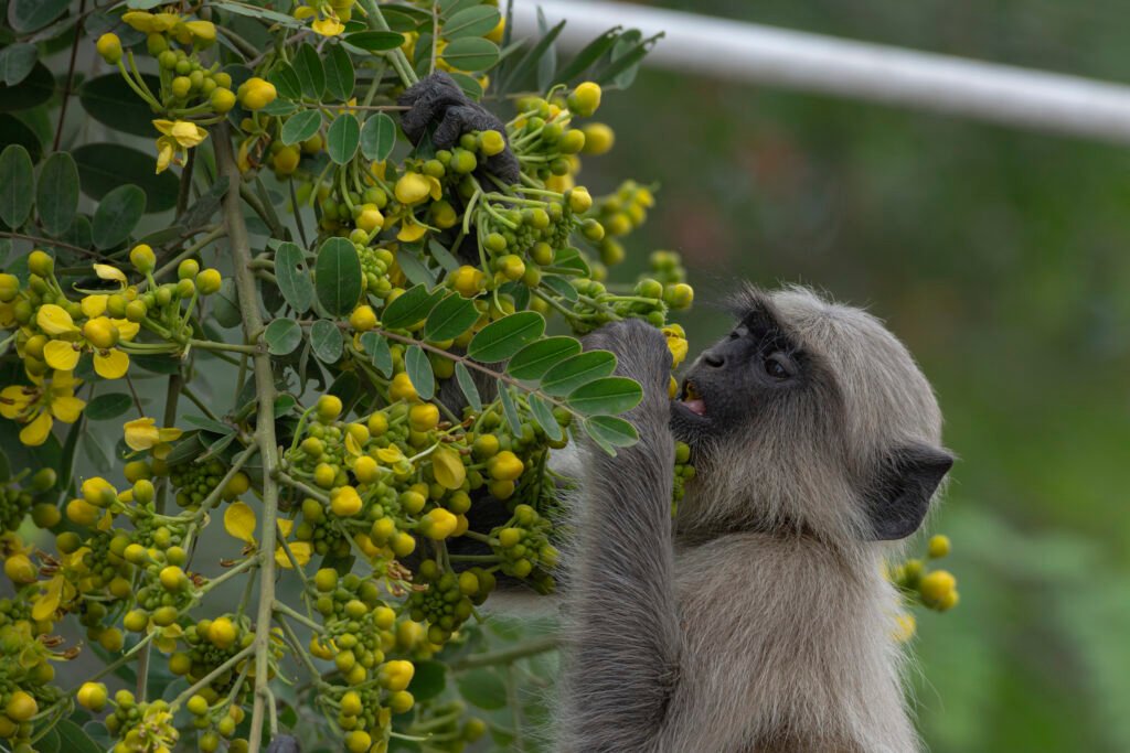 Gray Langur (Semnopithecus)