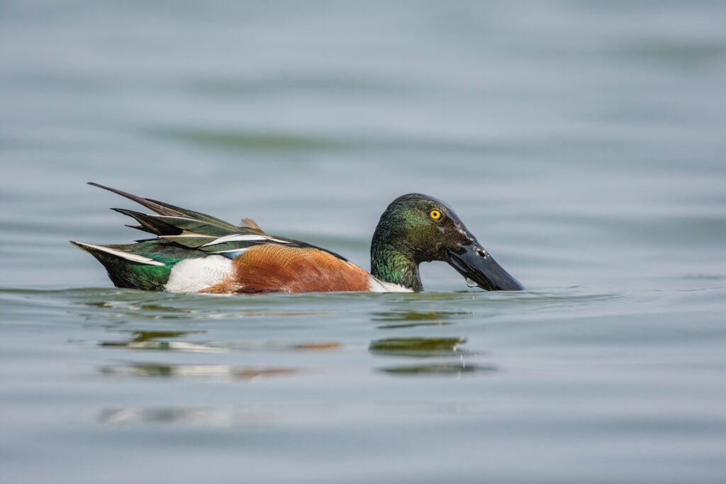 Northern Shoveler (Spatula clypeata)