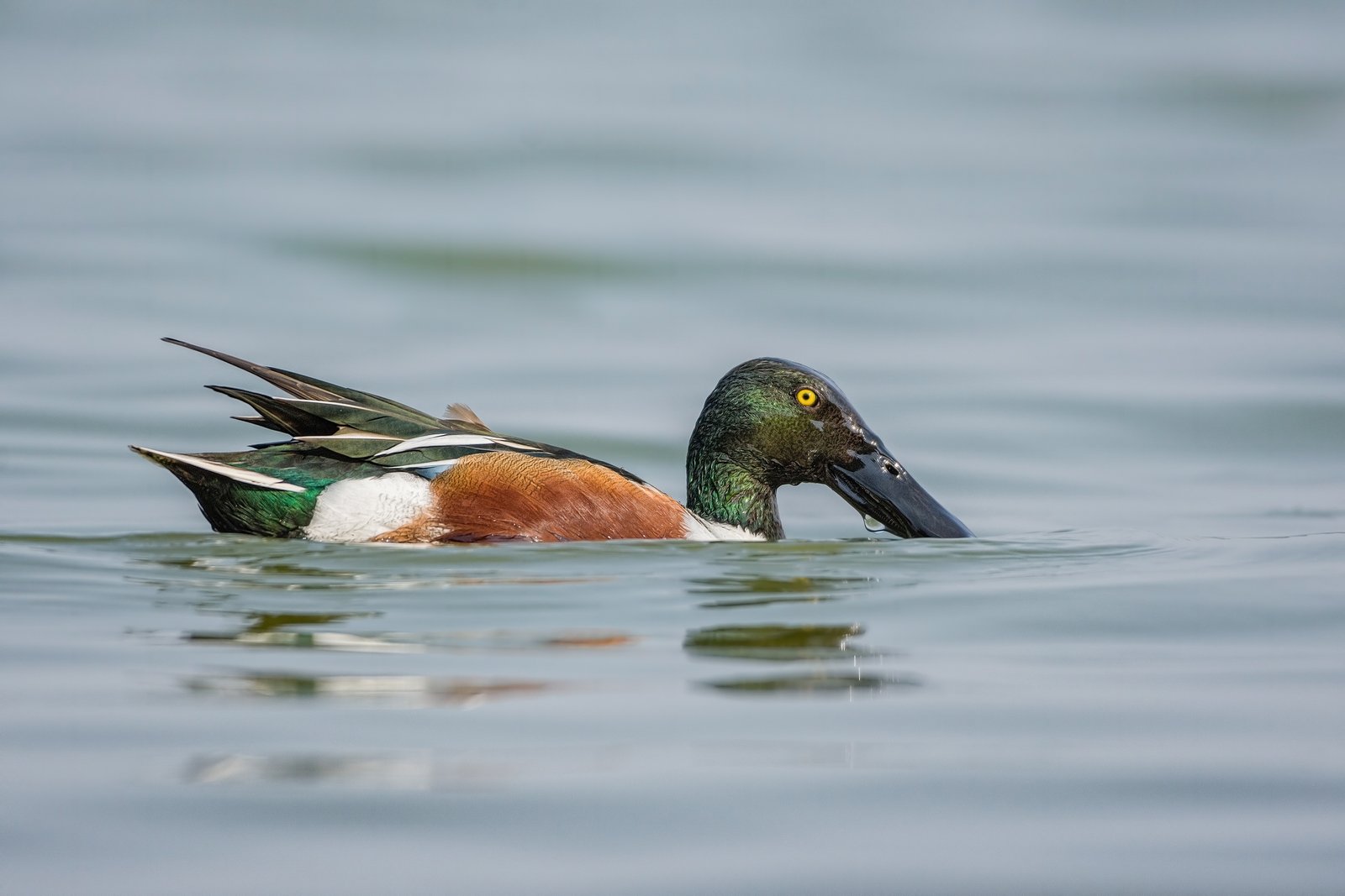 Northern Shoveler (Spatula clypeata)