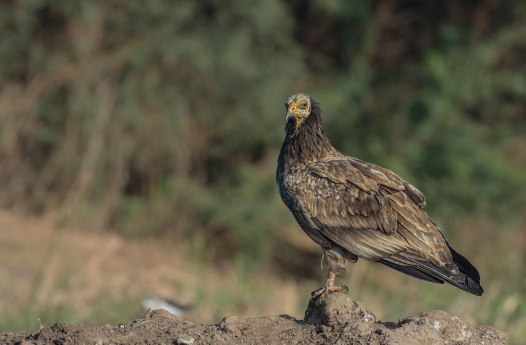 Egyptian Vulture (Neophron percnopterus) Immature