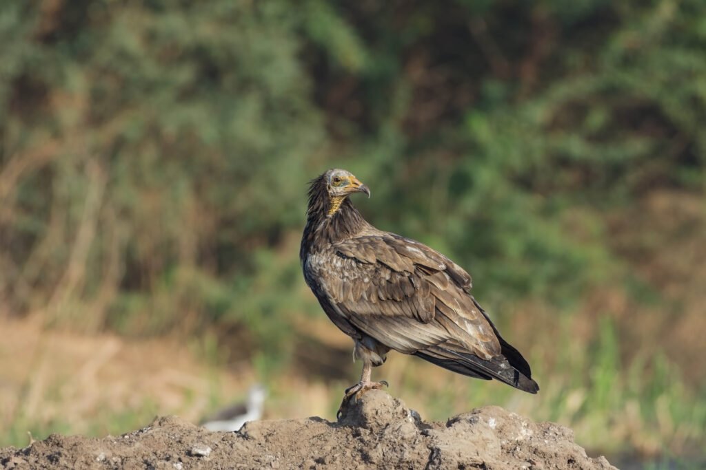 Egyptian Vulture (Neophron percnopterus) Immature