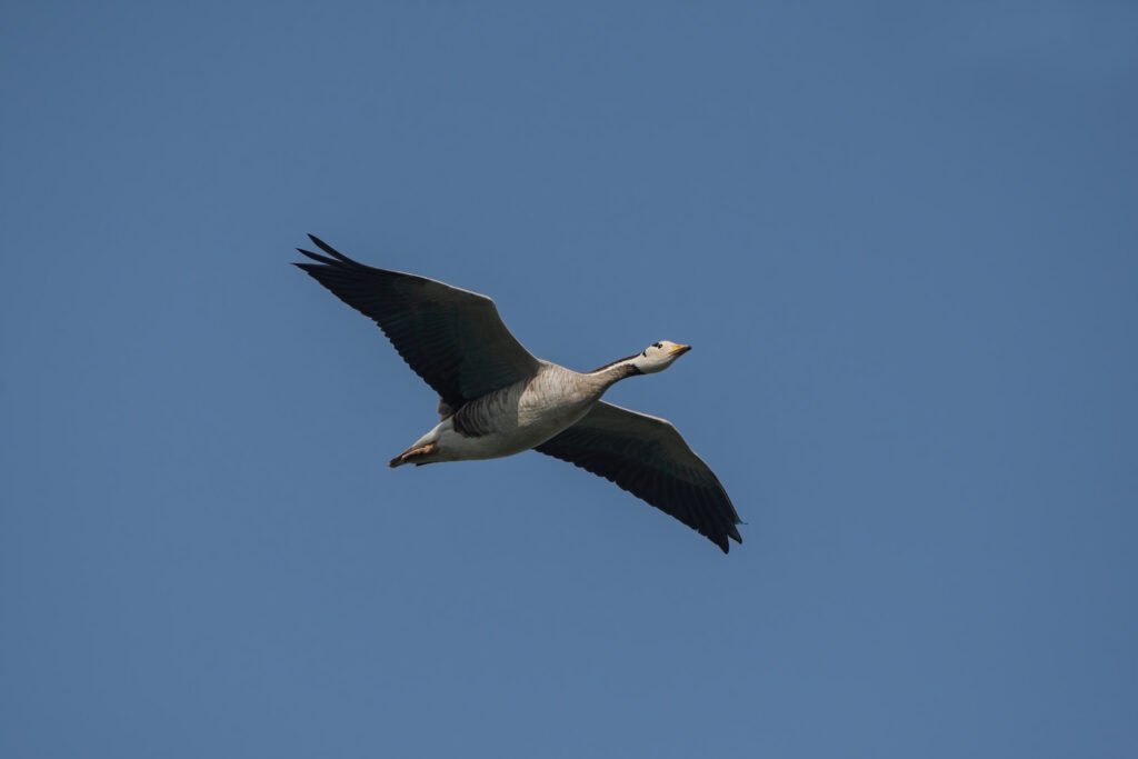 Bar-headed Goose (Anser indicus) Flying