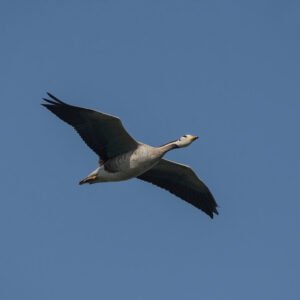 Bar-headed Goose (Anser indicus) Flying