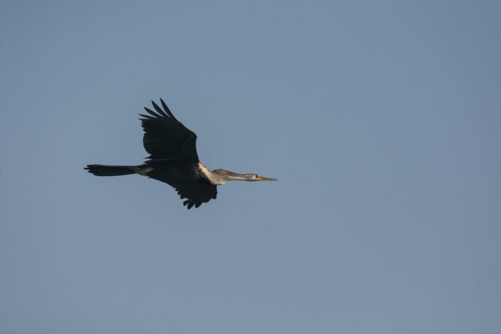 Oriental Darter (Anhinga melanogaster) In Flight