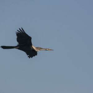 Oriental Darter (Anhinga melanogaster) In Flight