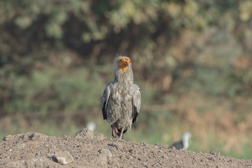 Egyptian Vulture (Neophron percnopterus) Adult