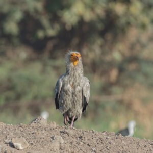 Egyptian Vulture (Neophron percnopterus) Adult