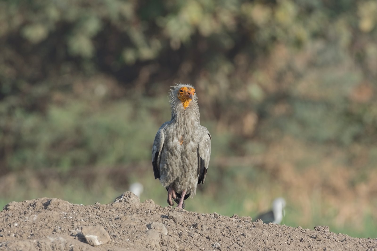 Egyptian Vulture (Neophron percnopterus) Adult