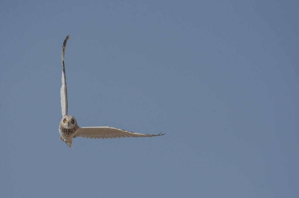 Short-eared Owl (Asio flammeus) In Flight Head On | Bird Photography