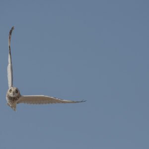 Short-eared Owl (Asio flammeus) In Flight Head On