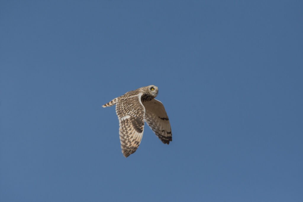 Short-eared Owl (Asio flammeus) in Flight – Gujarat, India