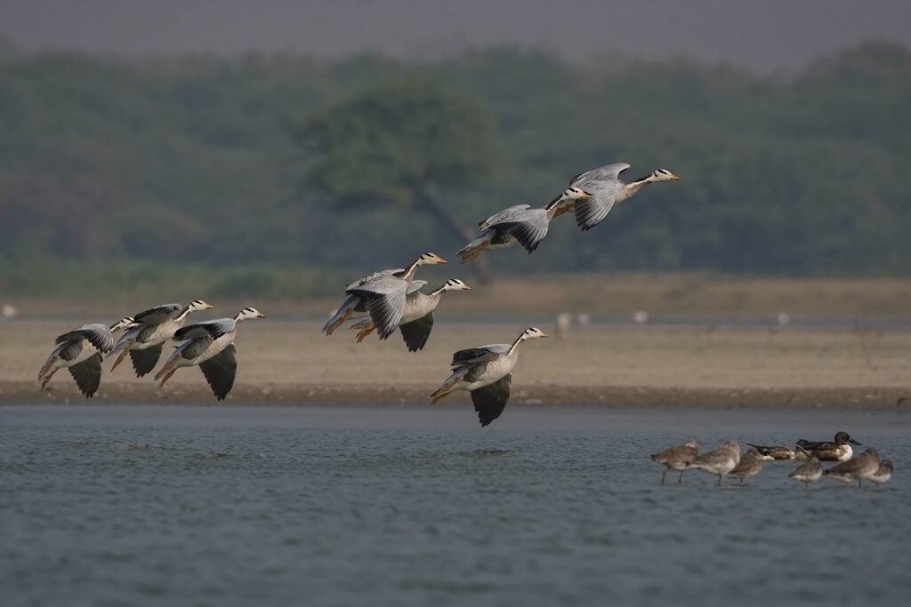 Bar-headed Goose (Anser indicus) Flock Landing – Thol Bird Sanctuary, Gujarat