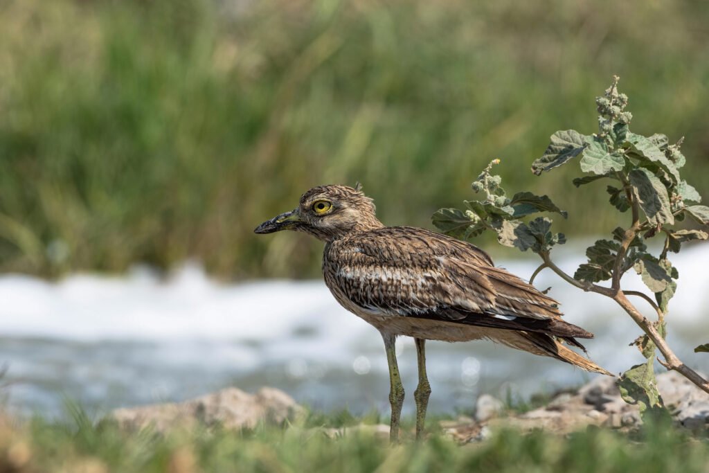 Indian Thick-knee (Burhinus indicus) – Indian Stone-curlew, Gujarat, India