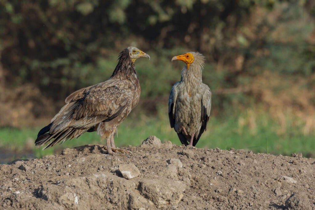 Egyptian Vulture (Neophron percnopterus) – Immature and Adult Birds