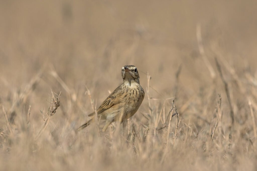 Paddyfield Pipit Photograph | Vadla Dam, Gujarat