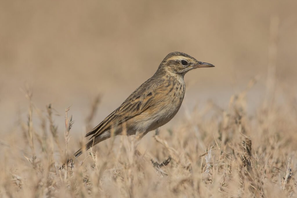 Paddyfield Pipit Photograph | Vadla Dam, Gujarat