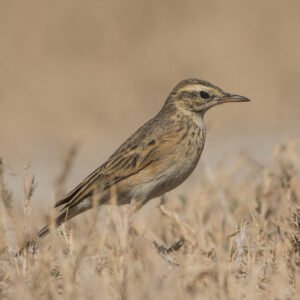 Paddyfield Pipit Photograph | Vadla Dam, Gujarat