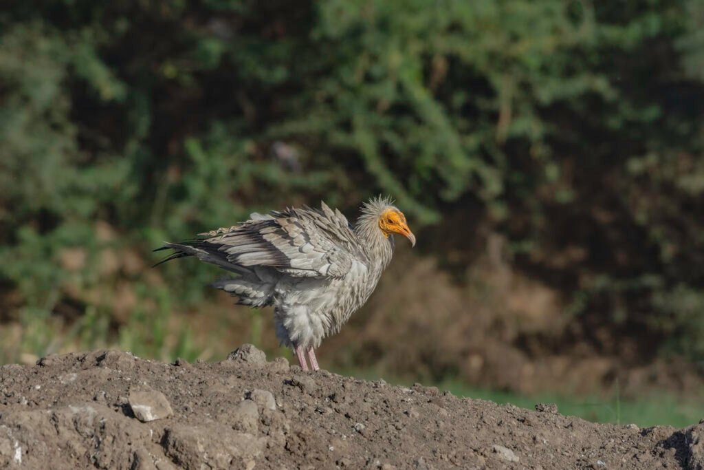 Egyptian Vulture (Neophron percnopterus) – Adult Wildlife Photograph from Ahmedabad, Gujarat