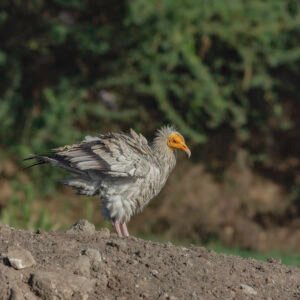 Egyptian Vulture (Neophron percnopterus) – Adult Wildlife Photograph from Ahmedabad, Gujarat