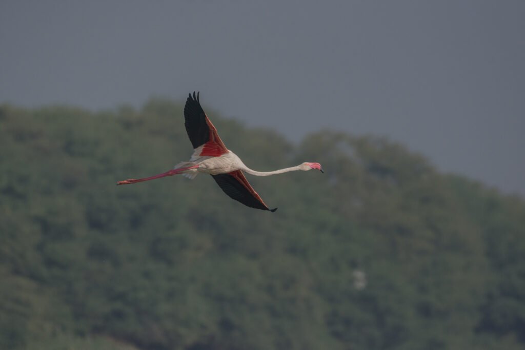 Greater Flamingo (Phoenicopterus roseus) in Flight – Bird Photography at Thol, Gujarat