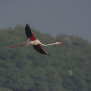 Greater Flamingo (Phoenicopterus roseus) in Flight – Bird Photography at Thol, Gujarat