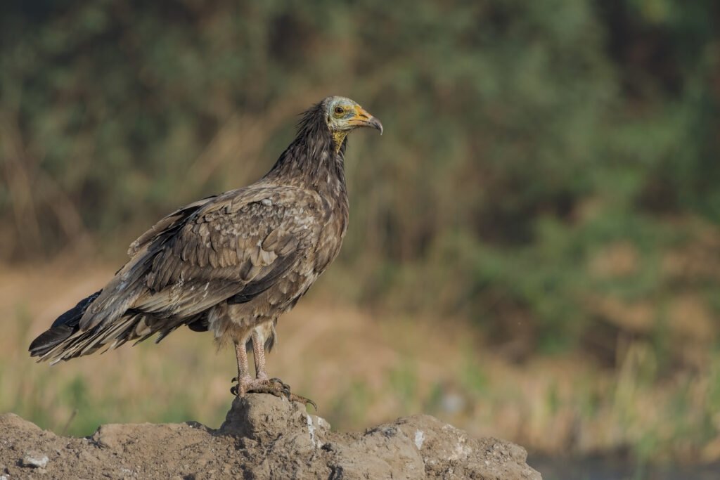 Egyptian Vulture (Neophron percnopterus) Immature – Ahmedabad, Gujarat, India