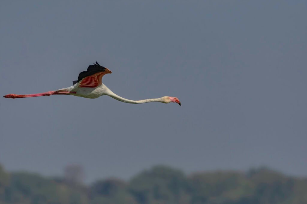 Greater Flamingo (Phoenicopterus roseus) in flight at Thol Bird Sanctuary, Gujarat, India