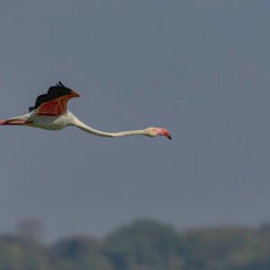 Greater Flamingo (Phoenicopterus roseus) in flight at Thol Bird Sanctuary, Gujarat, India