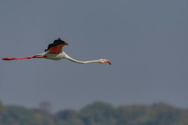 Greater Flamingo (Phoenicopterus roseus) in flight at Thol Bird Sanctuary, Gujarat, India